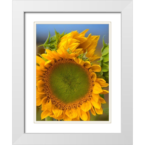 Sunflowers II White Modern Wood Framed Art Print with Double Matting by Fitzharris, Tim