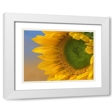 Sunflowers III White Modern Wood Framed Art Print with Double Matting by Fitzharris, Tim