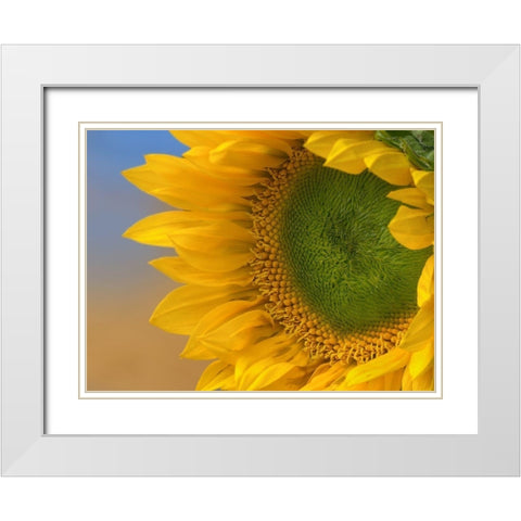 Sunflowers III White Modern Wood Framed Art Print with Double Matting by Fitzharris, Tim