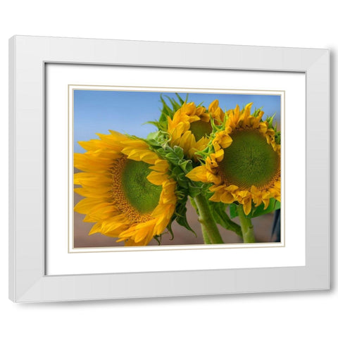 Sunflowers IV White Modern Wood Framed Art Print with Double Matting by Fitzharris, Tim