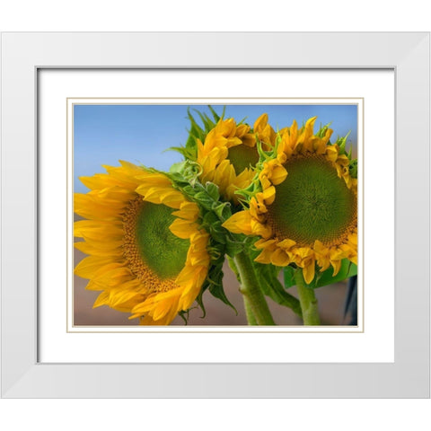 Sunflowers IV White Modern Wood Framed Art Print with Double Matting by Fitzharris, Tim