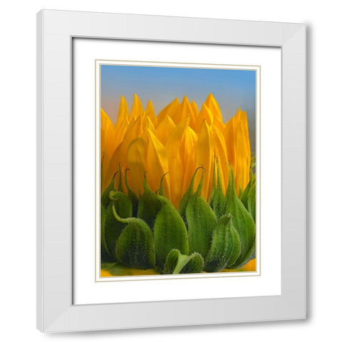 Sunflowers V White Modern Wood Framed Art Print with Double Matting by Fitzharris, Tim