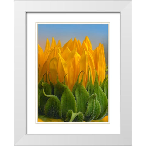 Sunflowers V White Modern Wood Framed Art Print with Double Matting by Fitzharris, Tim