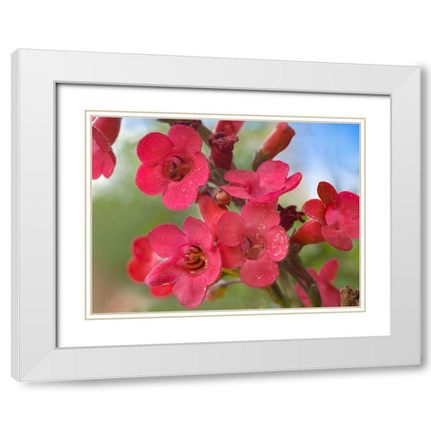 Wrights Penstemon White Modern Wood Framed Art Print with Double Matting by Fitzharris, Tim