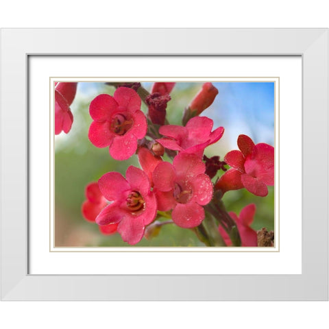 Wrights Penstemon White Modern Wood Framed Art Print with Double Matting by Fitzharris, Tim