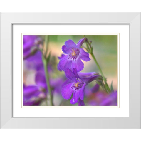 Sidebells Penstemon I White Modern Wood Framed Art Print with Double Matting by Fitzharris, Tim