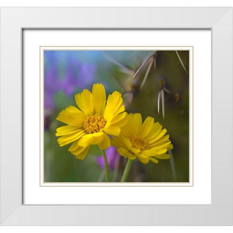 Desert Marigolds I White Modern Wood Framed Art Print with Double Matting by Fitzharris, Tim