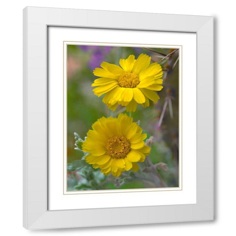 Desert Marigolds II White Modern Wood Framed Art Print with Double Matting by Fitzharris, Tim