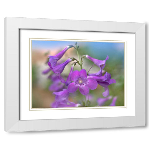 Sidebells Penstemon II White Modern Wood Framed Art Print with Double Matting by Fitzharris, Tim