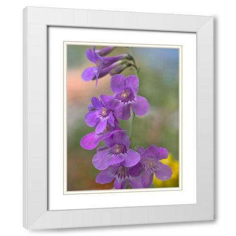 Sidebells Penstemon III White Modern Wood Framed Art Print with Double Matting by Fitzharris, Tim