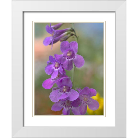 Sidebells Penstemon III White Modern Wood Framed Art Print with Double Matting by Fitzharris, Tim