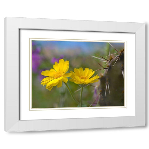 Desert Marigold III White Modern Wood Framed Art Print with Double Matting by Fitzharris, Tim