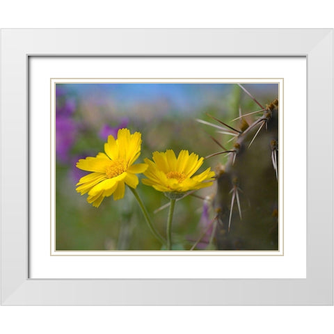 Desert Marigold III White Modern Wood Framed Art Print with Double Matting by Fitzharris, Tim