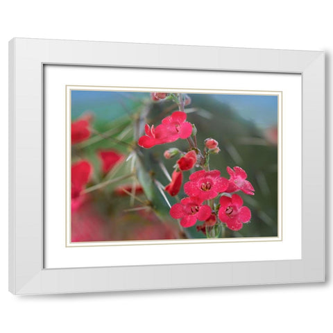 Wrights Penstemon II White Modern Wood Framed Art Print with Double Matting by Fitzharris, Tim