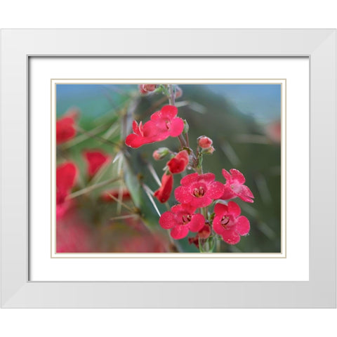 Wrights Penstemon II White Modern Wood Framed Art Print with Double Matting by Fitzharris, Tim