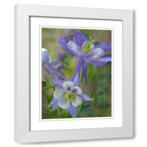Rocky Mountain Columbine I White Modern Wood Framed Art Print with Double Matting by Fitzharris, Tim