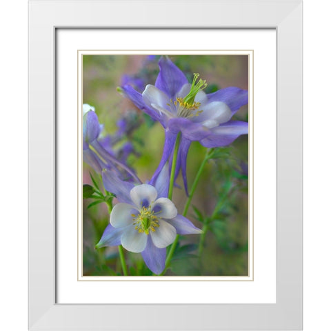 Rocky Mountain Columbine I White Modern Wood Framed Art Print with Double Matting by Fitzharris, Tim