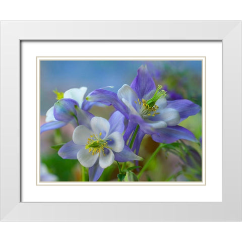 Rocky Mountain Columbine II White Modern Wood Framed Art Print with Double Matting by Fitzharris, Tim