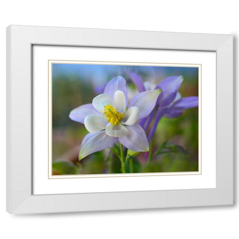 Rocky Mountain Columbine III White Modern Wood Framed Art Print with Double Matting by Fitzharris, Tim