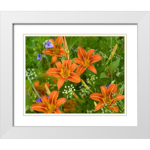 Wild Daylillies I White Modern Wood Framed Art Print with Double Matting by Fitzharris, Tim