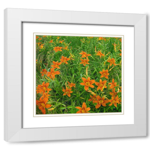 Wild Daylillies II White Modern Wood Framed Art Print with Double Matting by Fitzharris, Tim