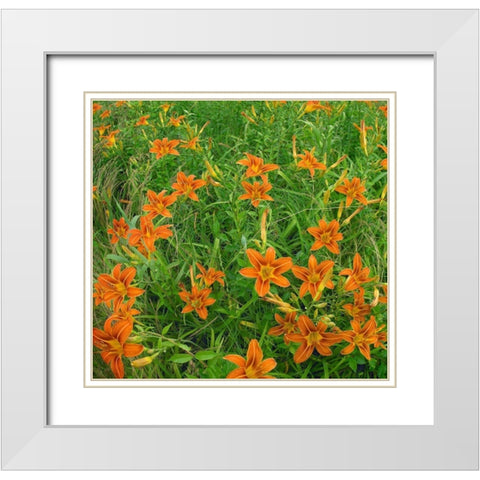 Wild Daylillies II White Modern Wood Framed Art Print with Double Matting by Fitzharris, Tim