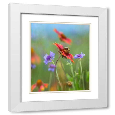 Gaillardia and Bachelors Buttons I White Modern Wood Framed Art Print with Double Matting by Fitzharris, Tim