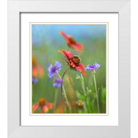 Gaillardia and Bachelors Buttons I White Modern Wood Framed Art Print with Double Matting by Fitzharris, Tim