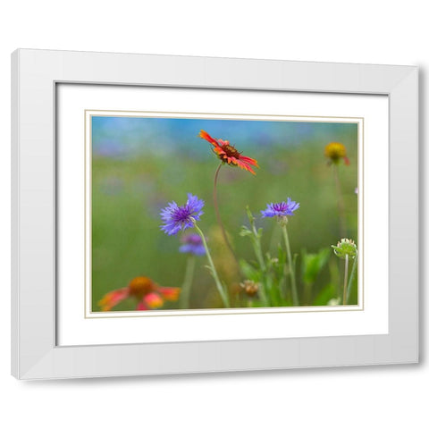 Gaillardia and Bachelors Buttons II White Modern Wood Framed Art Print with Double Matting by Fitzharris, Tim