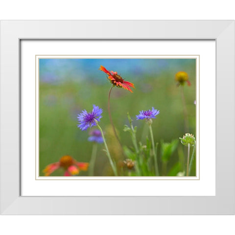 Gaillardia and Bachelors Buttons II White Modern Wood Framed Art Print with Double Matting by Fitzharris, Tim