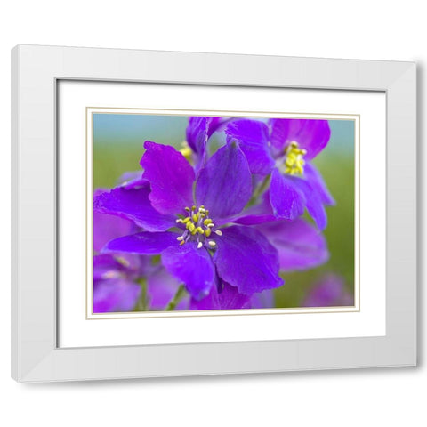 Delphinium White Modern Wood Framed Art Print with Double Matting by Fitzharris, Tim