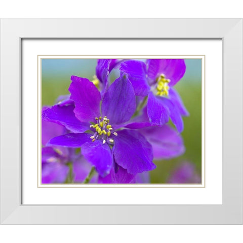 Delphinium White Modern Wood Framed Art Print with Double Matting by Fitzharris, Tim