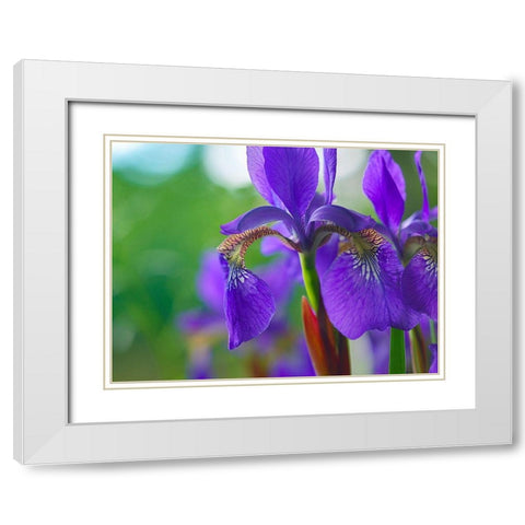 Blue Flag Iris White Modern Wood Framed Art Print with Double Matting by Fitzharris, Tim