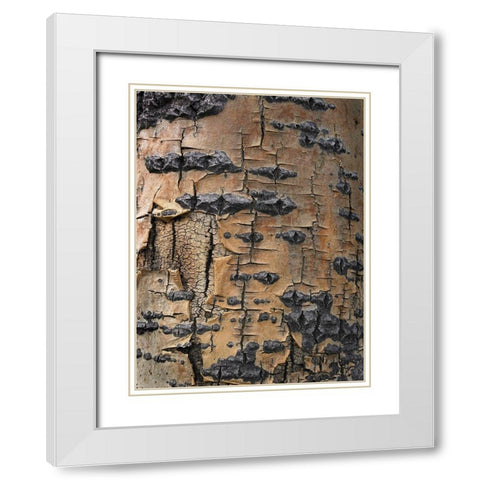 Aspen Bark II White Modern Wood Framed Art Print with Double Matting by Fitzharris, Tim