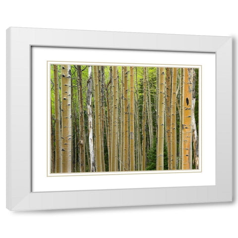 Aspen Grove I White Modern Wood Framed Art Print with Double Matting by Fitzharris, Tim