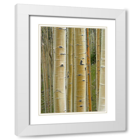 Aspen Grove II White Modern Wood Framed Art Print with Double Matting by Fitzharris, Tim