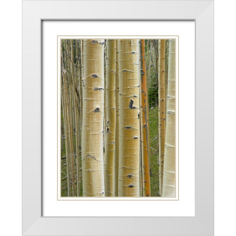 Aspen Grove II White Modern Wood Framed Art Print with Double Matting by Fitzharris, Tim