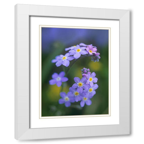 Forget me nots White Modern Wood Framed Art Print with Double Matting by Fitzharris, Tim