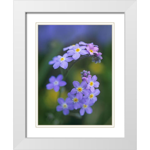 Forget me nots White Modern Wood Framed Art Print with Double Matting by Fitzharris, Tim