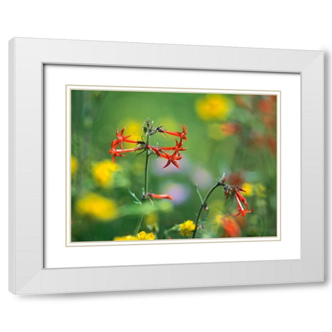 Scarlet Gilia White Modern Wood Framed Art Print with Double Matting by Fitzharris, Tim