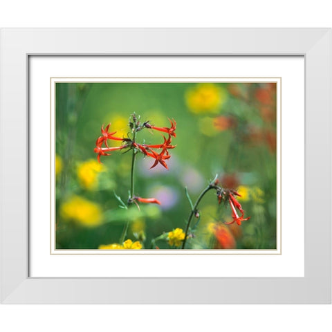 Scarlet Gilia White Modern Wood Framed Art Print with Double Matting by Fitzharris, Tim