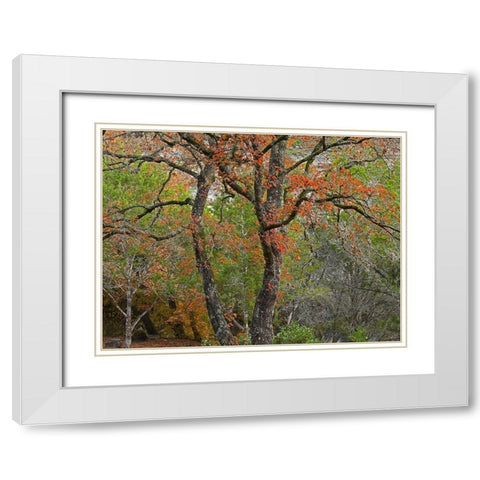 Lost Maples State Park-Texas White Modern Wood Framed Art Print with Double Matting by Fitzharris, Tim