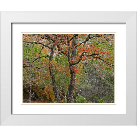 Lost Maples State Park-Texas White Modern Wood Framed Art Print with Double Matting by Fitzharris, Tim