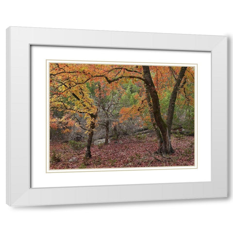 Uvalde Bigtooth Maples White Modern Wood Framed Art Print with Double Matting by Fitzharris, Tim