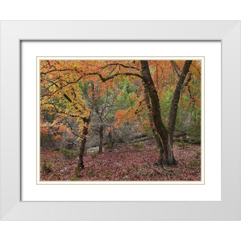 Uvalde Bigtooth Maples White Modern Wood Framed Art Print with Double Matting by Fitzharris, Tim