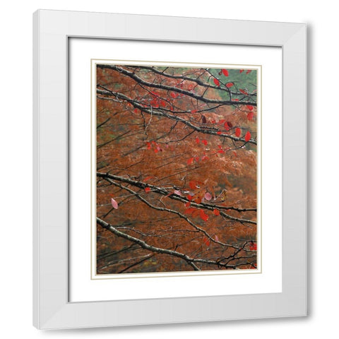 Blackgum in autumn near Milwood Lake Arkansas White Modern Wood Framed Art Print with Double Matting by Fitzharris, Tim