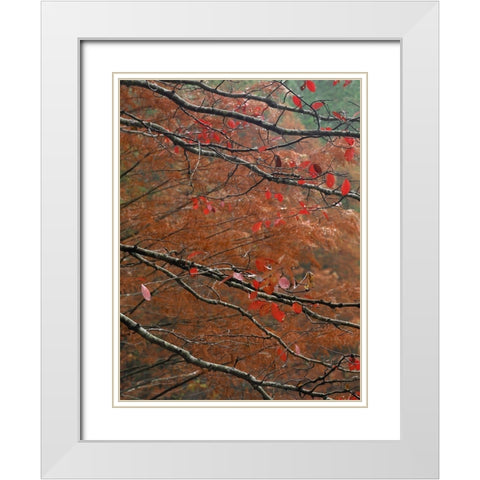 Blackgum in autumn near Milwood Lake Arkansas White Modern Wood Framed Art Print with Double Matting by Fitzharris, Tim