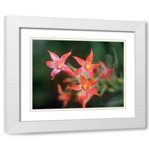 Scarlet Gilia White Modern Wood Framed Art Print with Double Matting by Fitzharris, Tim