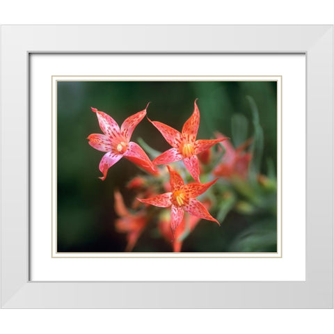 Scarlet Gilia White Modern Wood Framed Art Print with Double Matting by Fitzharris, Tim