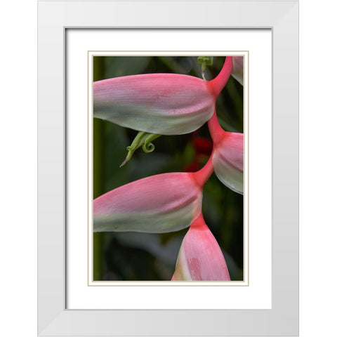 Heleconia I White Modern Wood Framed Art Print with Double Matting by Fitzharris, Tim